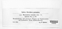 Marasmius oreades image